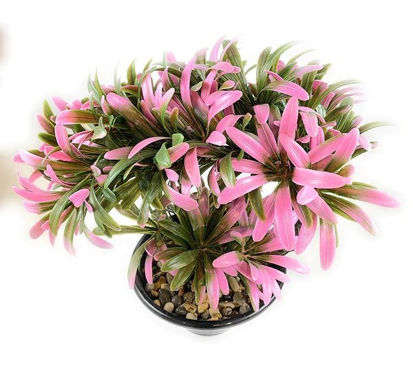 Bonsai Artificial Plant With Pvc Pot ( Pink Colour )